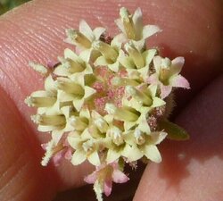 Chaenactis santolinoides Flower